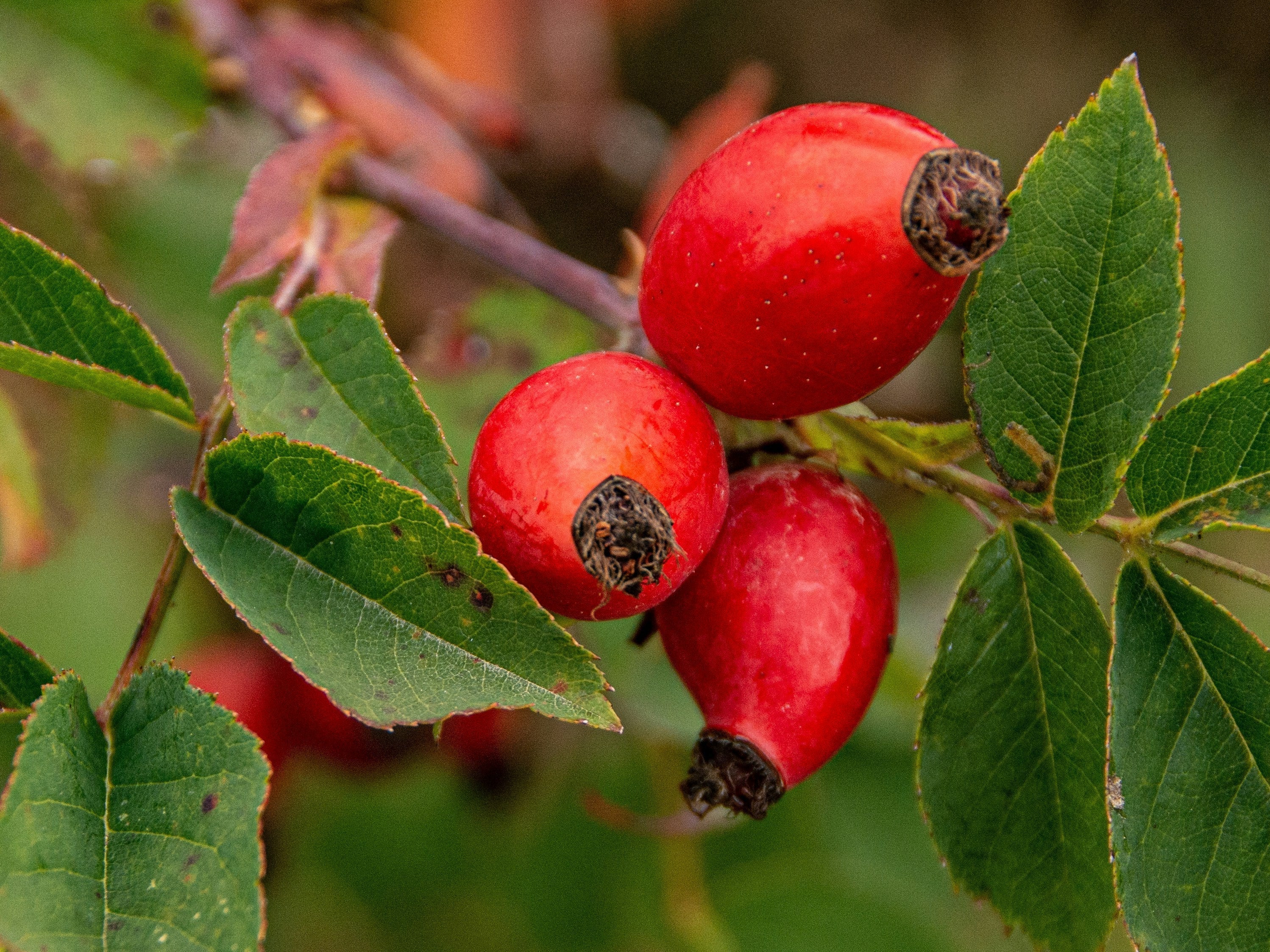 Rosehip Oil Benefits for Skin: Unlock Hydration, Radiance & Youthful Glow